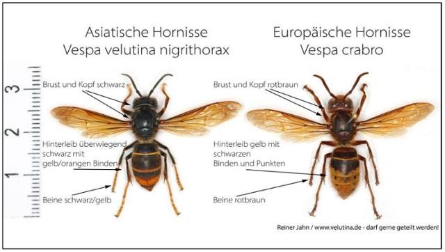 Vergleich der Asiatischen Hornisse (links) mit der heimischen und geschützten Europäischen Hornisse (rechts). Foto: Reiner Jahn